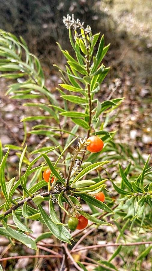 Daphne gnidium fruit