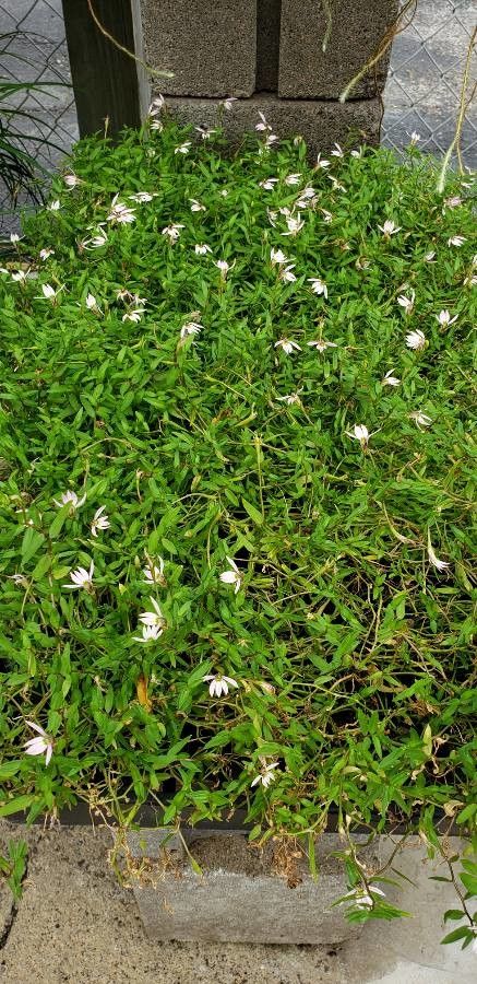 Lobelia chinensis flower