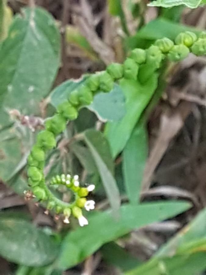 Heliotropium angiospermum fruit