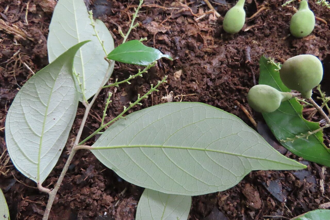 Licania hypoleuca — houseplant care guide