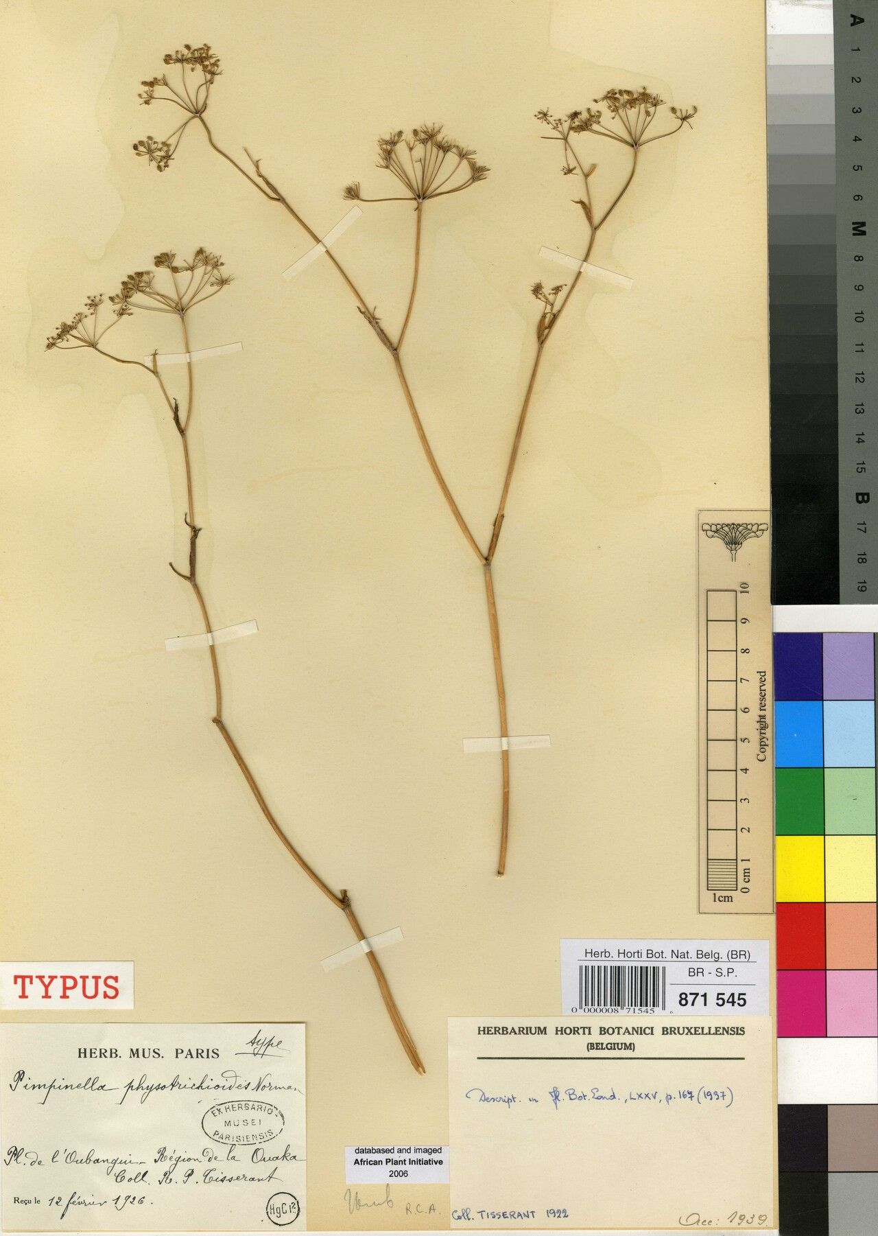 Pimpinella physotrichioides — search result for 'Pimpinella'