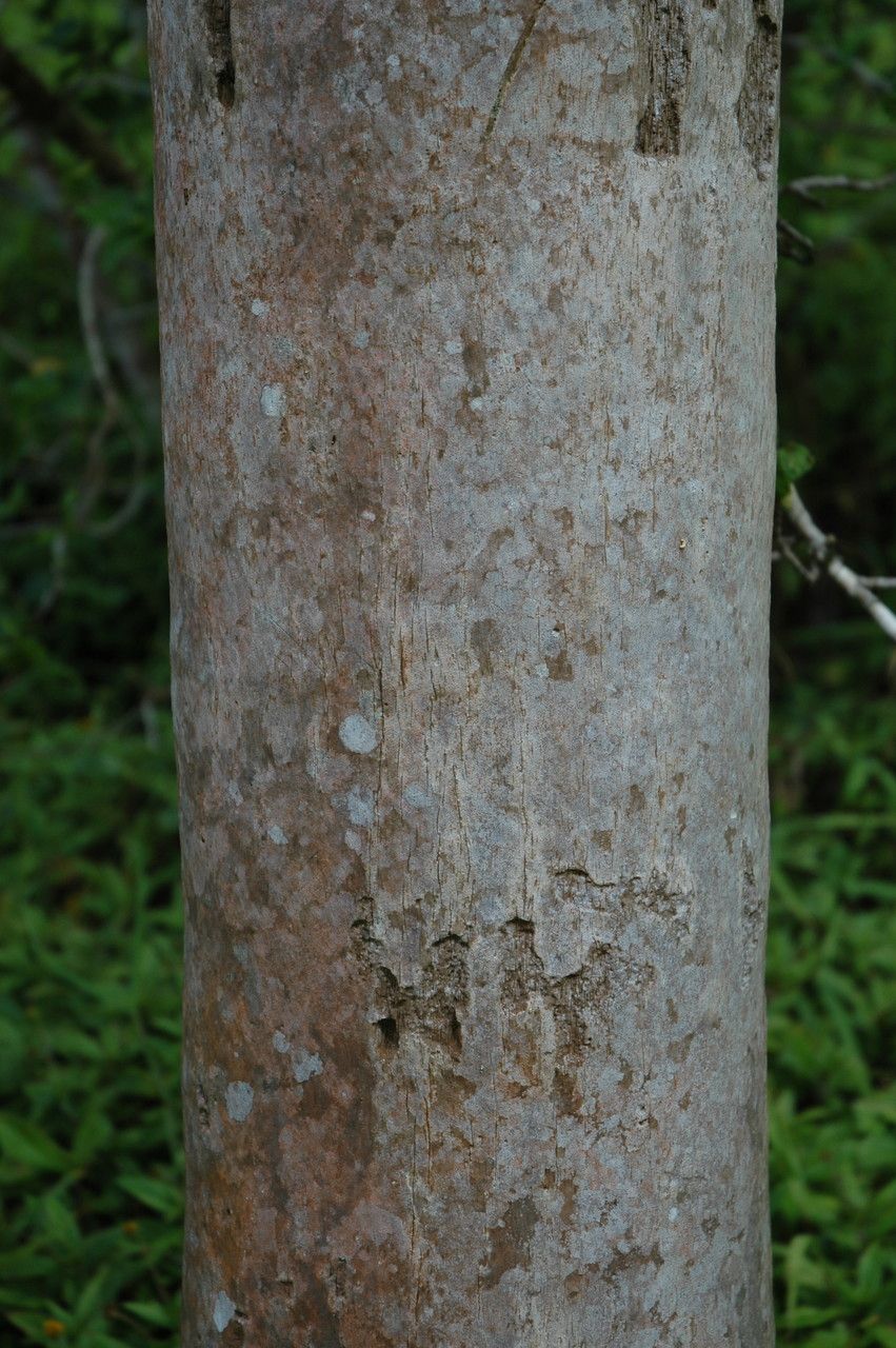 Pritchardia thurstonii bark