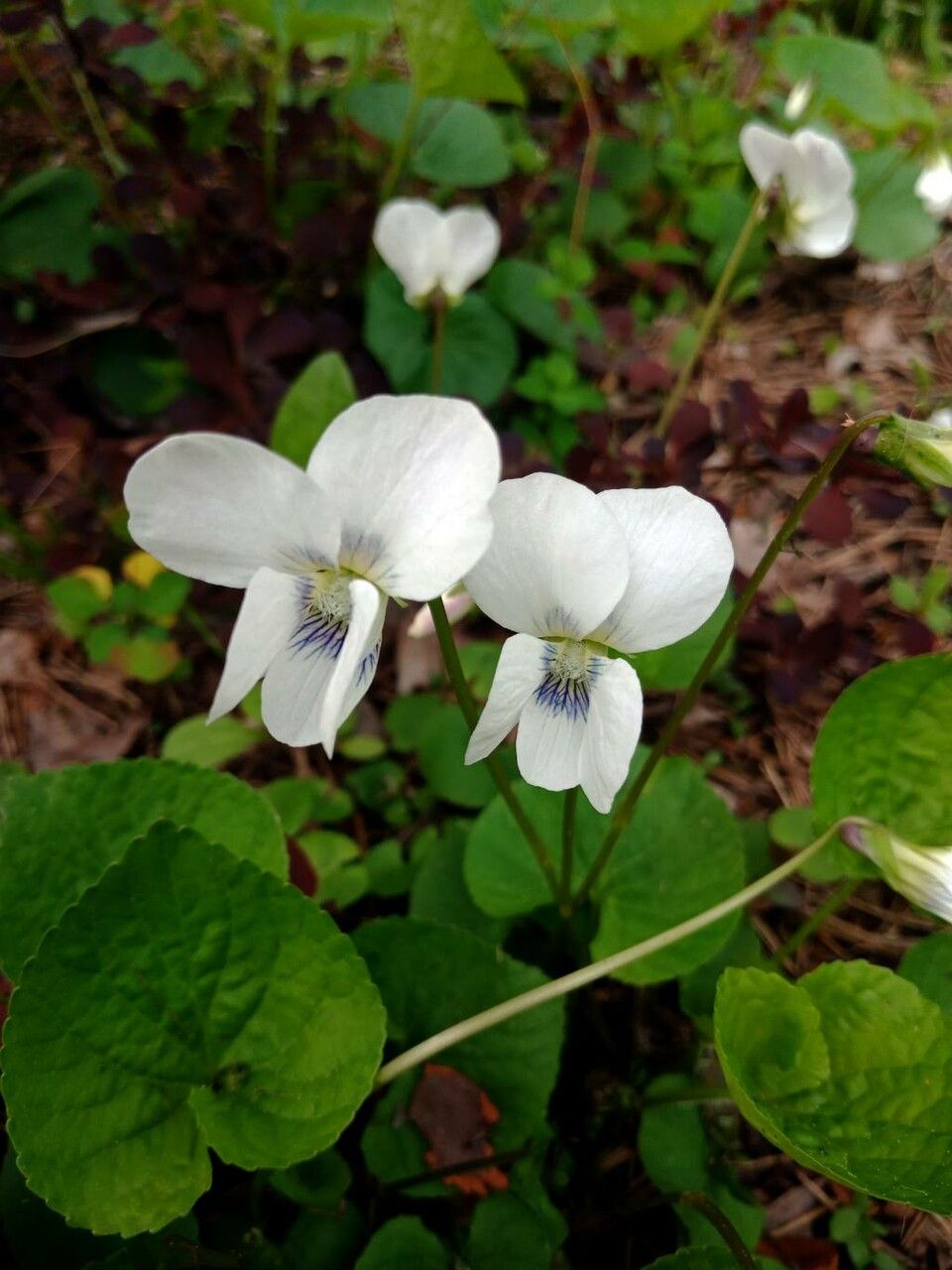 Viola blanda flower