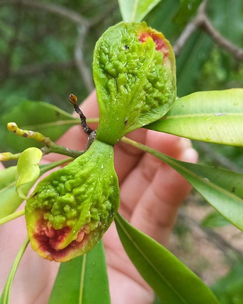 Ochrosia inventorum fruit
