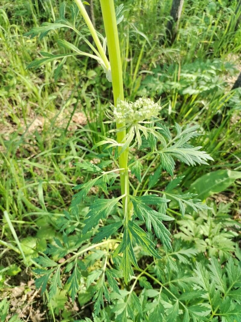Pleurospermum uralense leaf