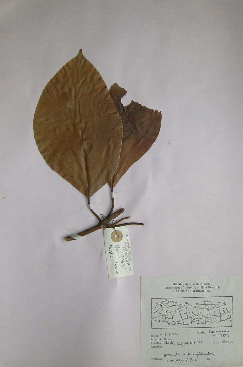 Actinodaphne obovata other