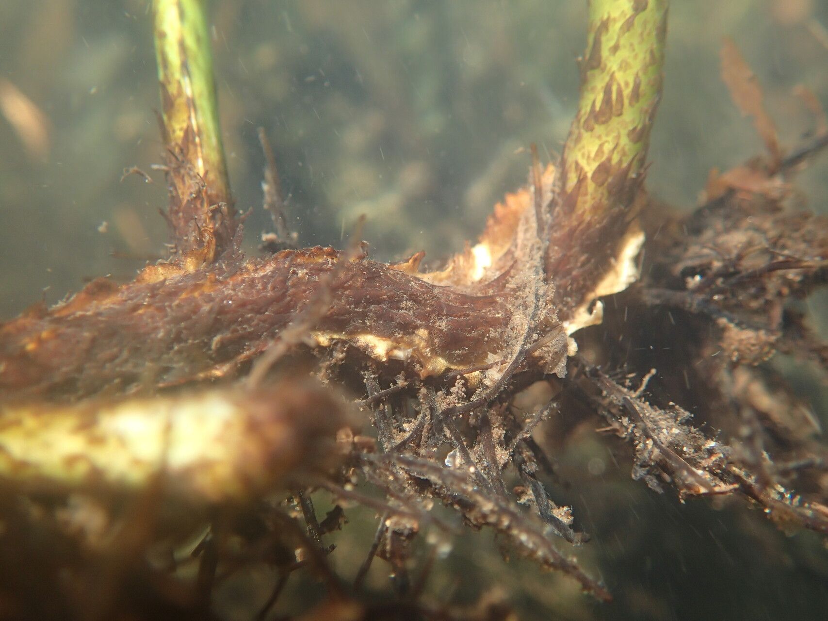 Bolbitis heudelotii other