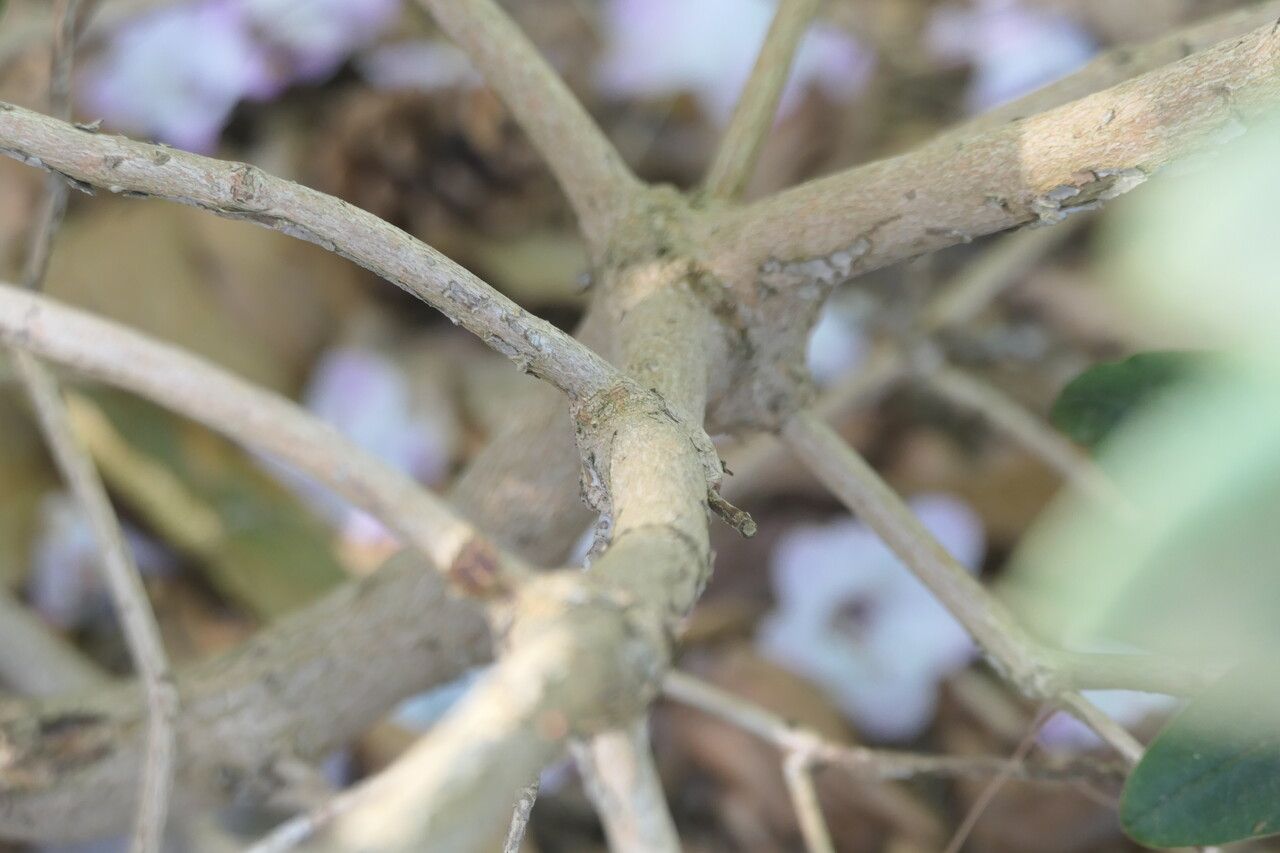 Rhododendron adenosum bark