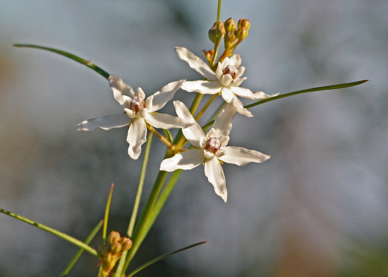 Asclepias feayi — search result for 'Asclepias'