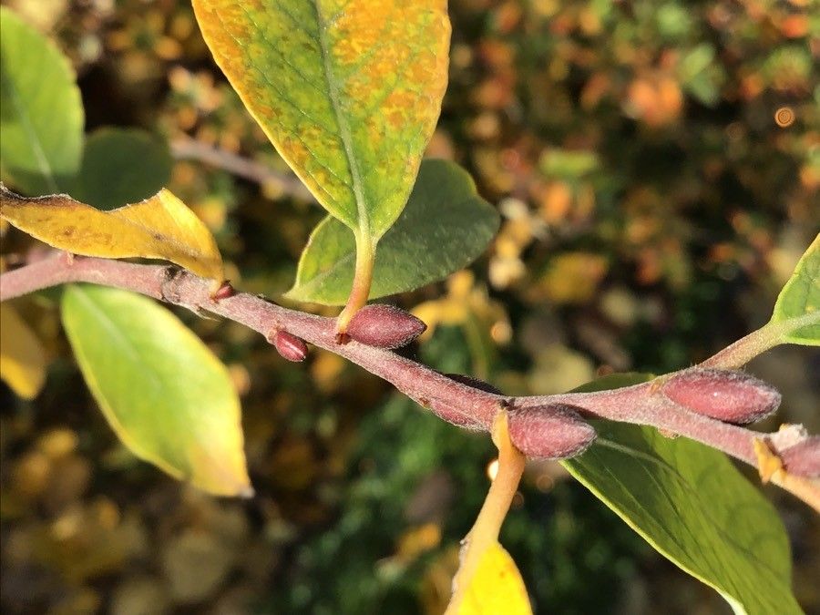 Salix cantabrica other