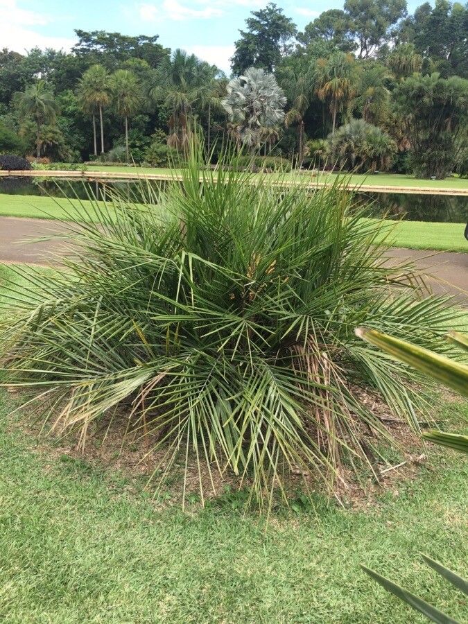 Syagrus werdermannii habit