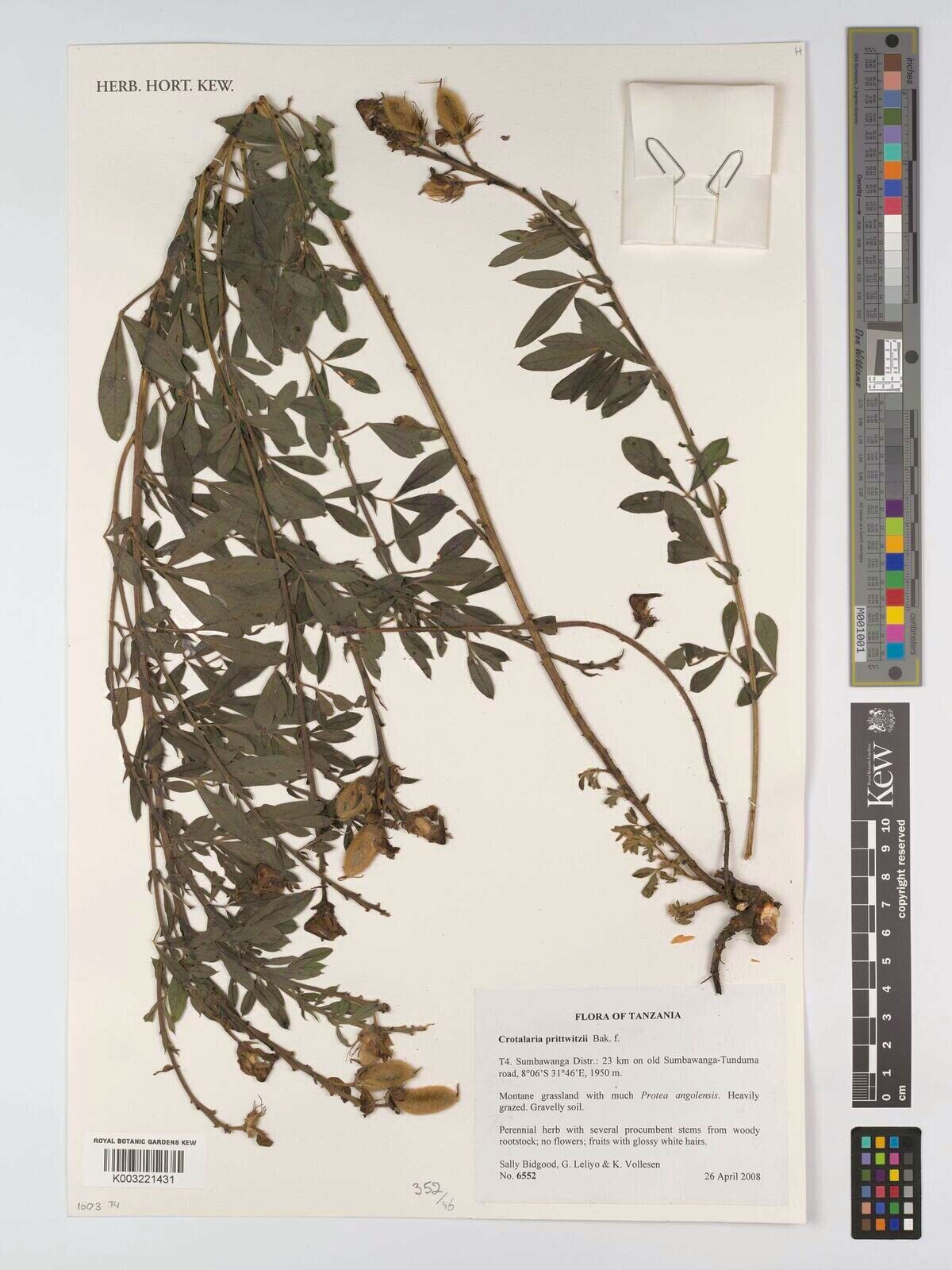 Crotalaria prittwitzii — houseplant care guide