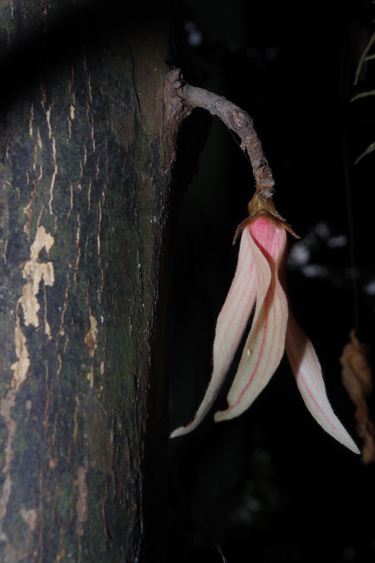 Piptostigma goslineanum flower