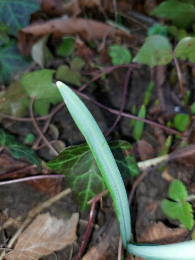Galanthus plicatus leaf