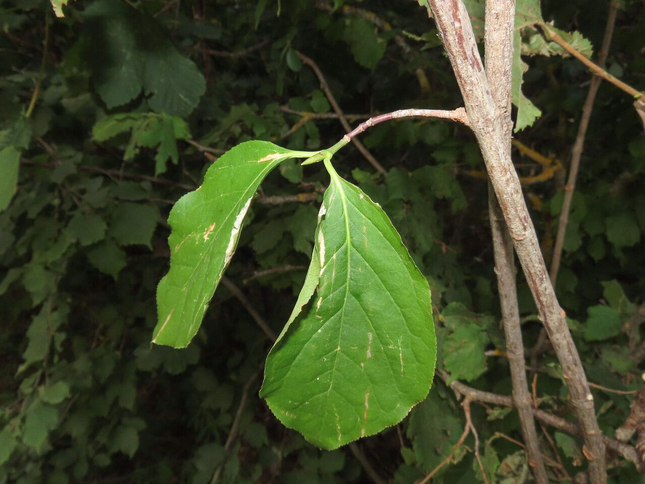 Euonymus latifolius — search result for 'Euonymus'