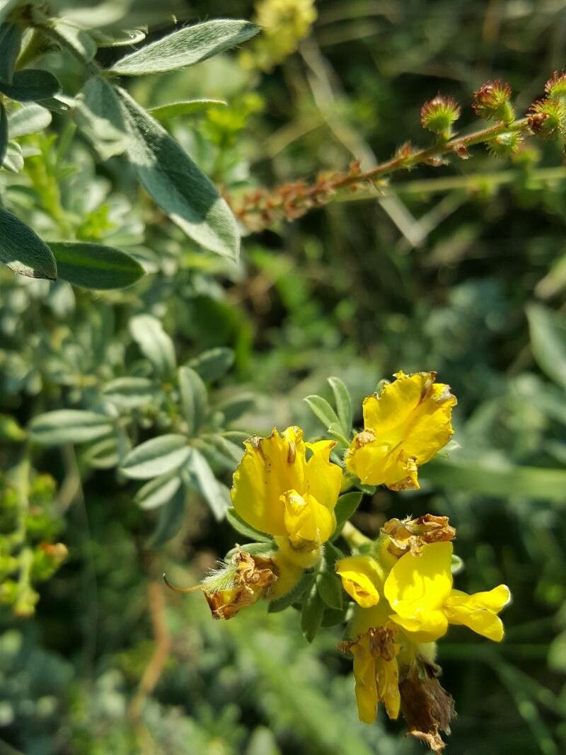 Cytisus austriacus flower