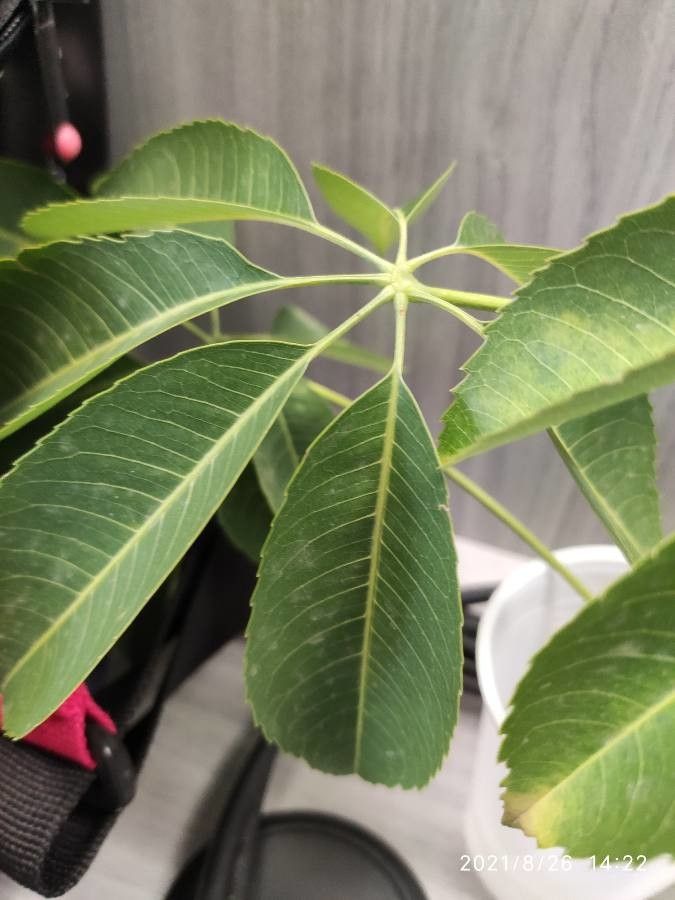 Ceiba aesculifolia leaf