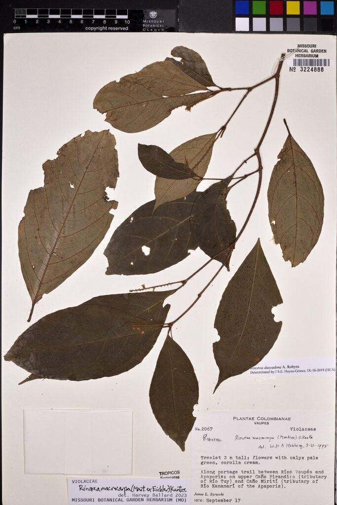 Rinorea macrocarpa — houseplant care guide