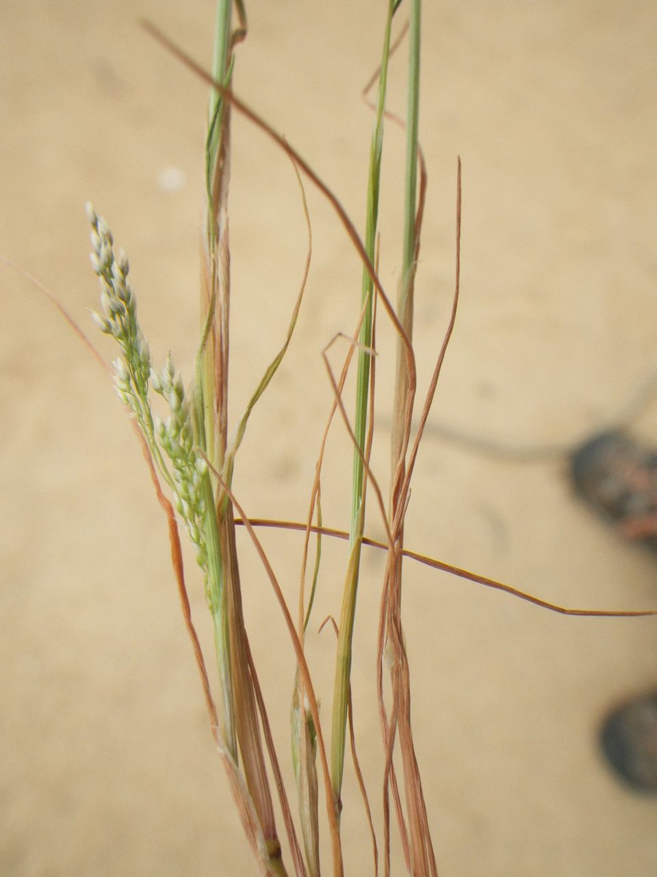 Aira cupaniana habit