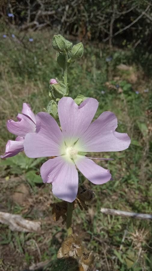 Alcea biennis flower