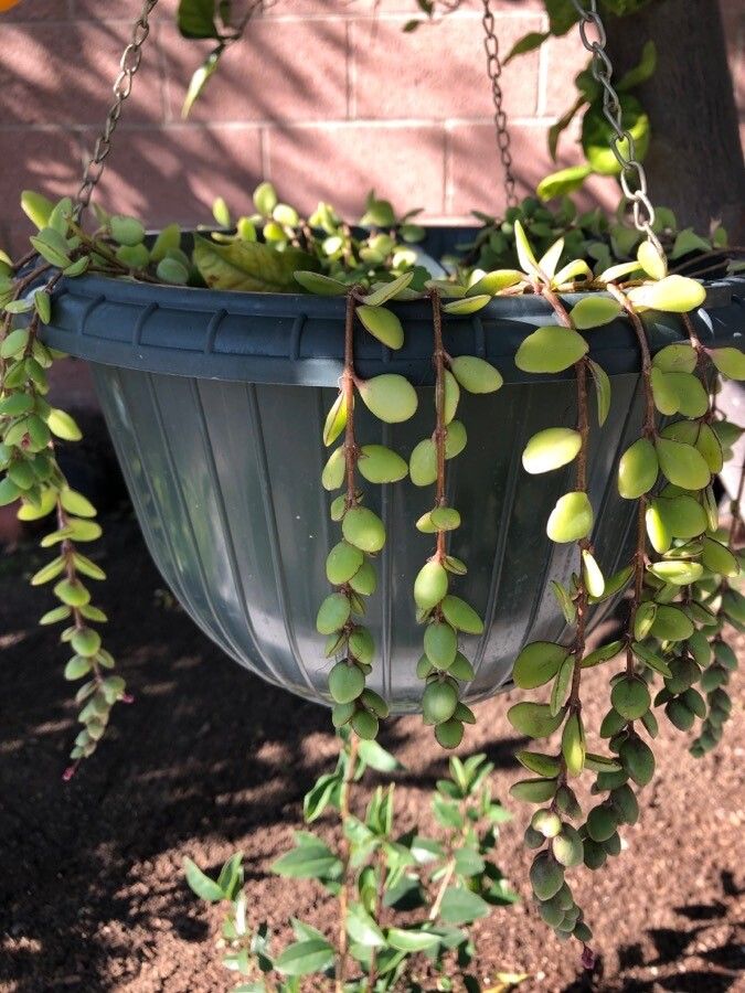 Medinilla sedifolia leaf
