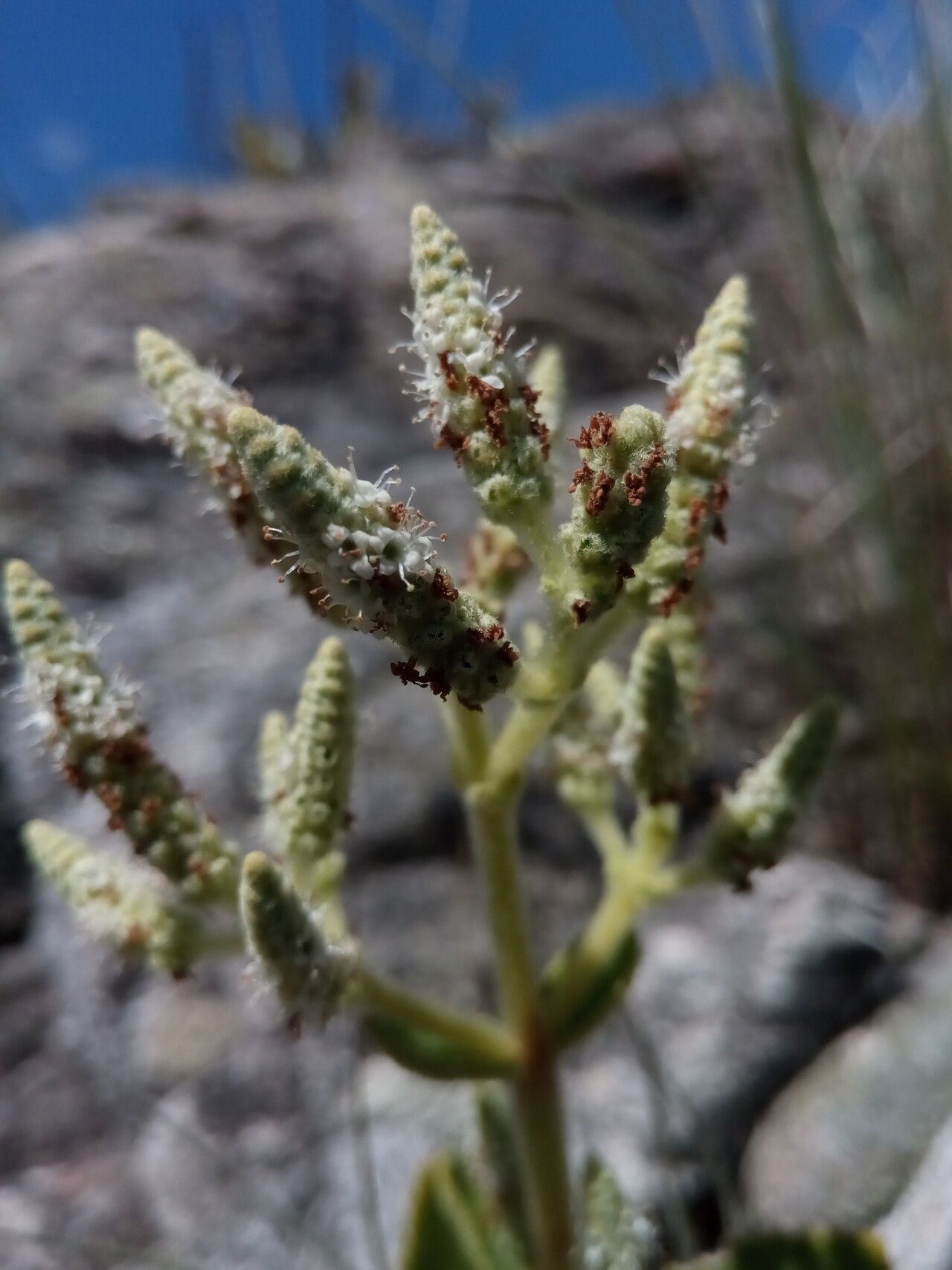 Tetradenia clementiana flower