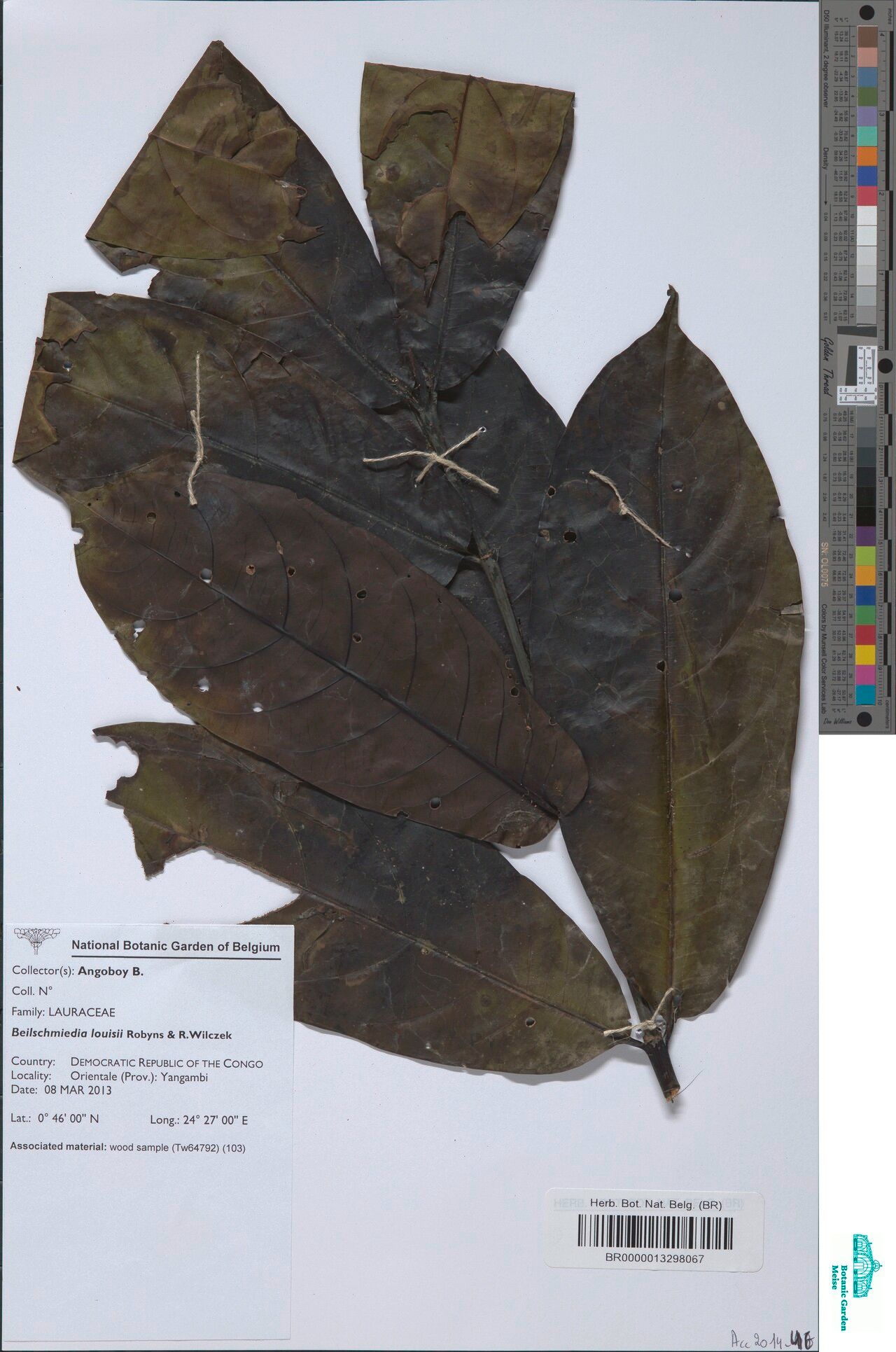 Beilschmiedia louisii — houseplant care guide