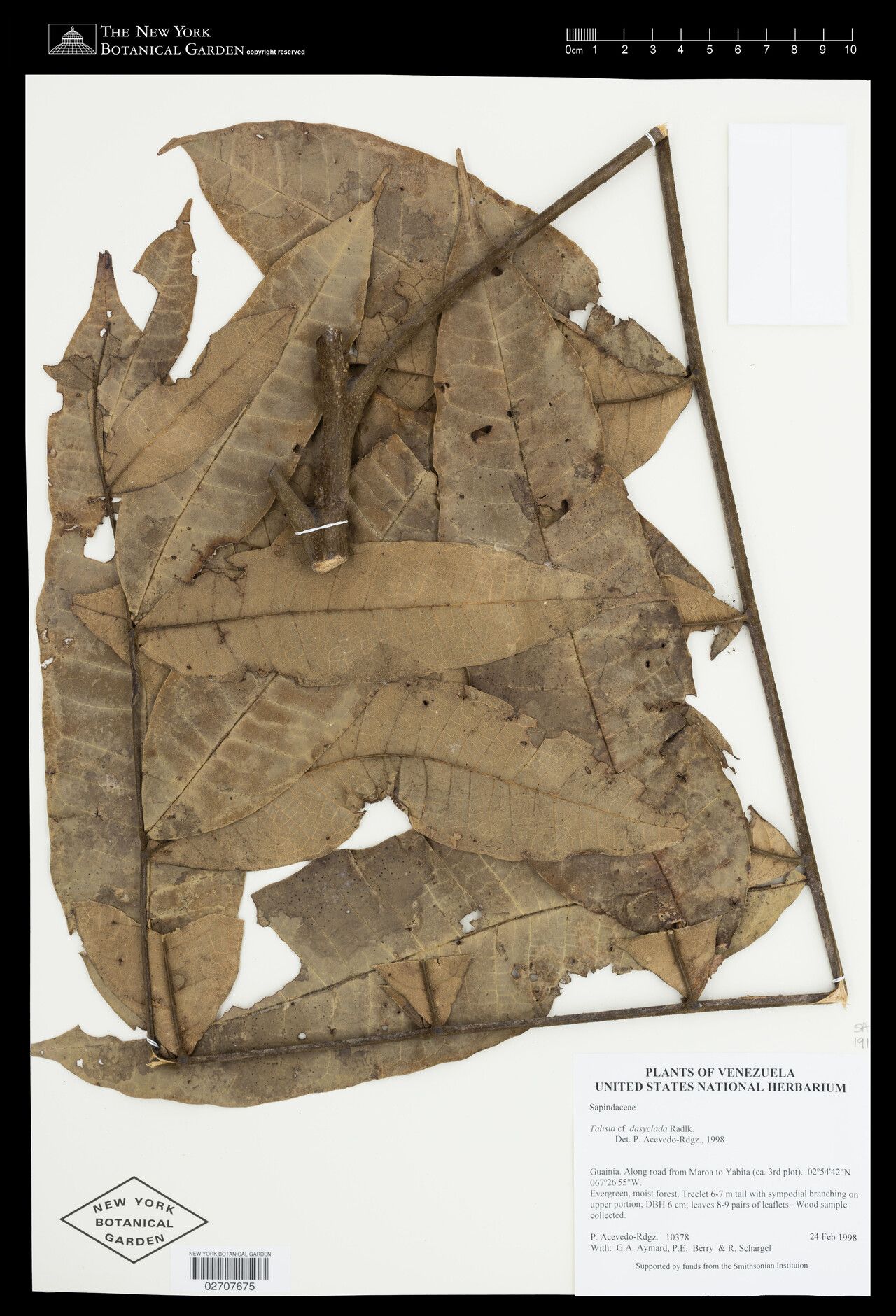 Talisia dasyclada — houseplant care guide