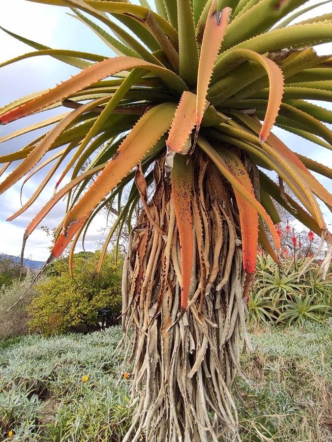 Aloe pluridens leaf