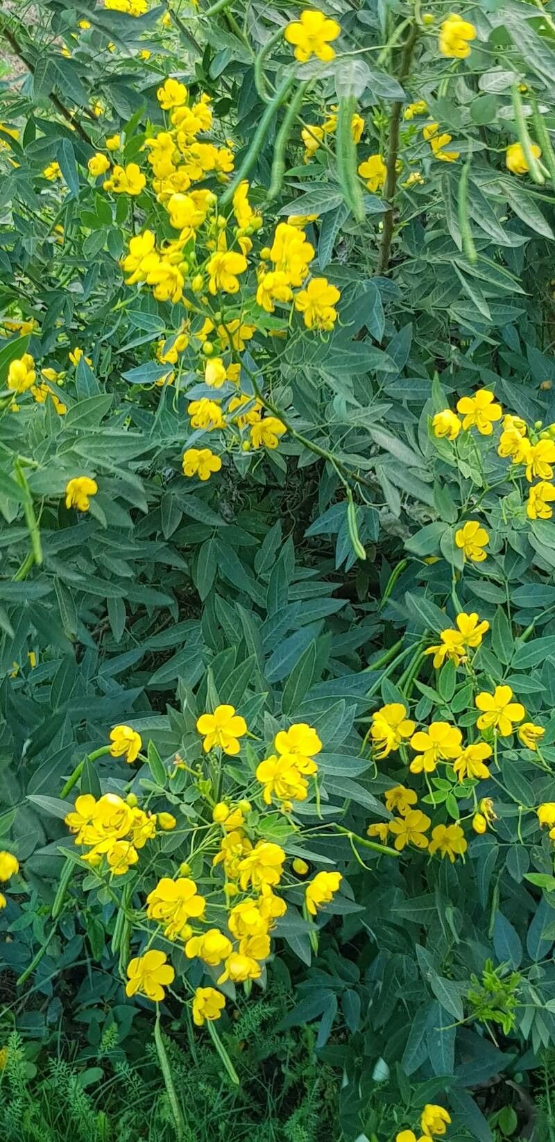 Senna floribunda — search result for 'Cassia'