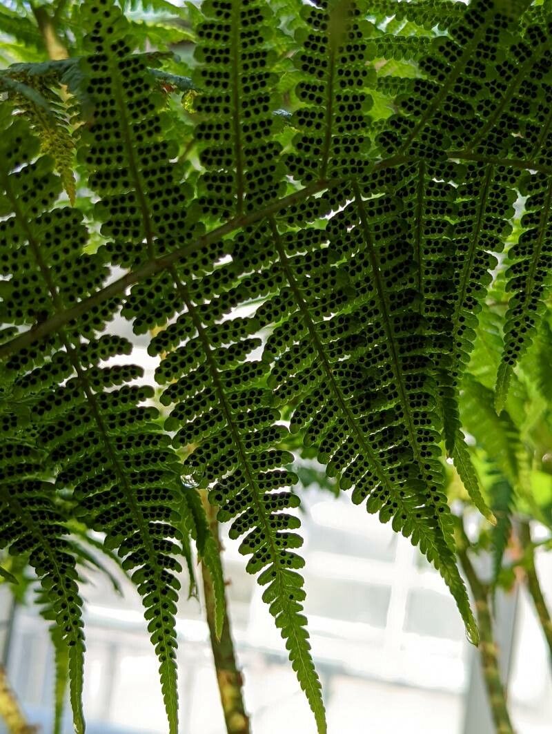 Dryopteris oligodonta fruit