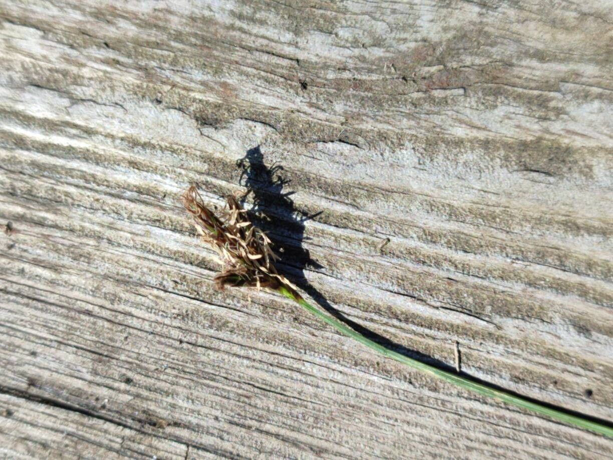 Carex praecox flower