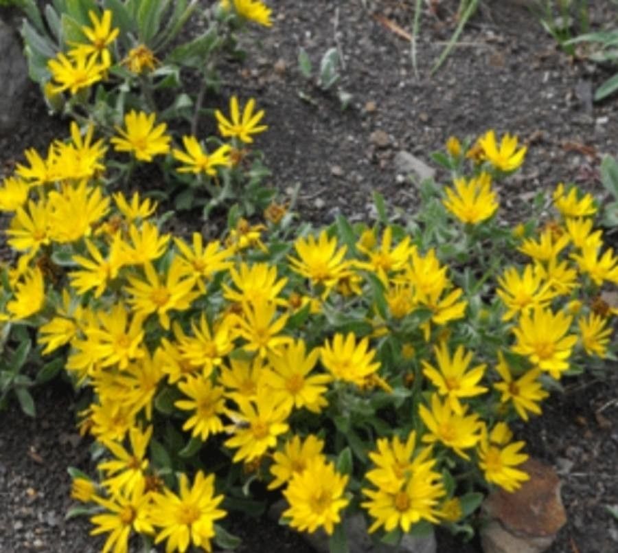 Heterotheca villosa flower