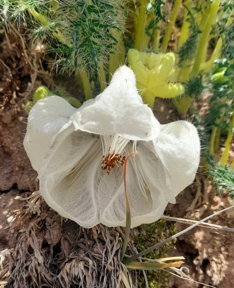 Caiophora coronata flower