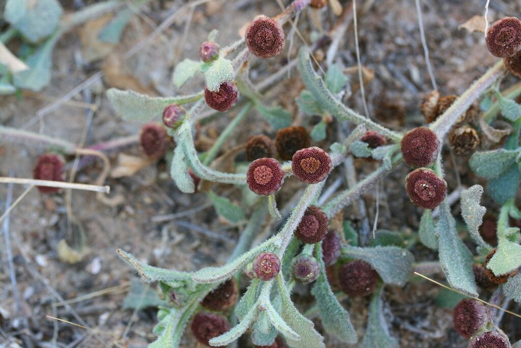 Sphaeromorphaea australis — houseplant care guide