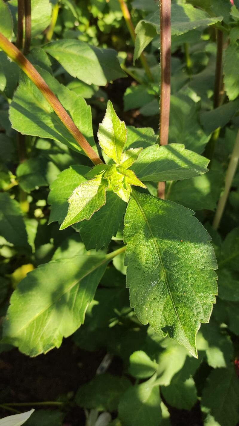 Dahlia × hortensis leaf