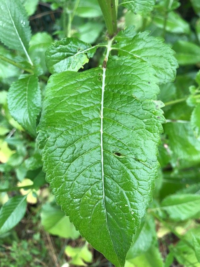 Dipsacus strigosus — search result for 'Dipsacus'