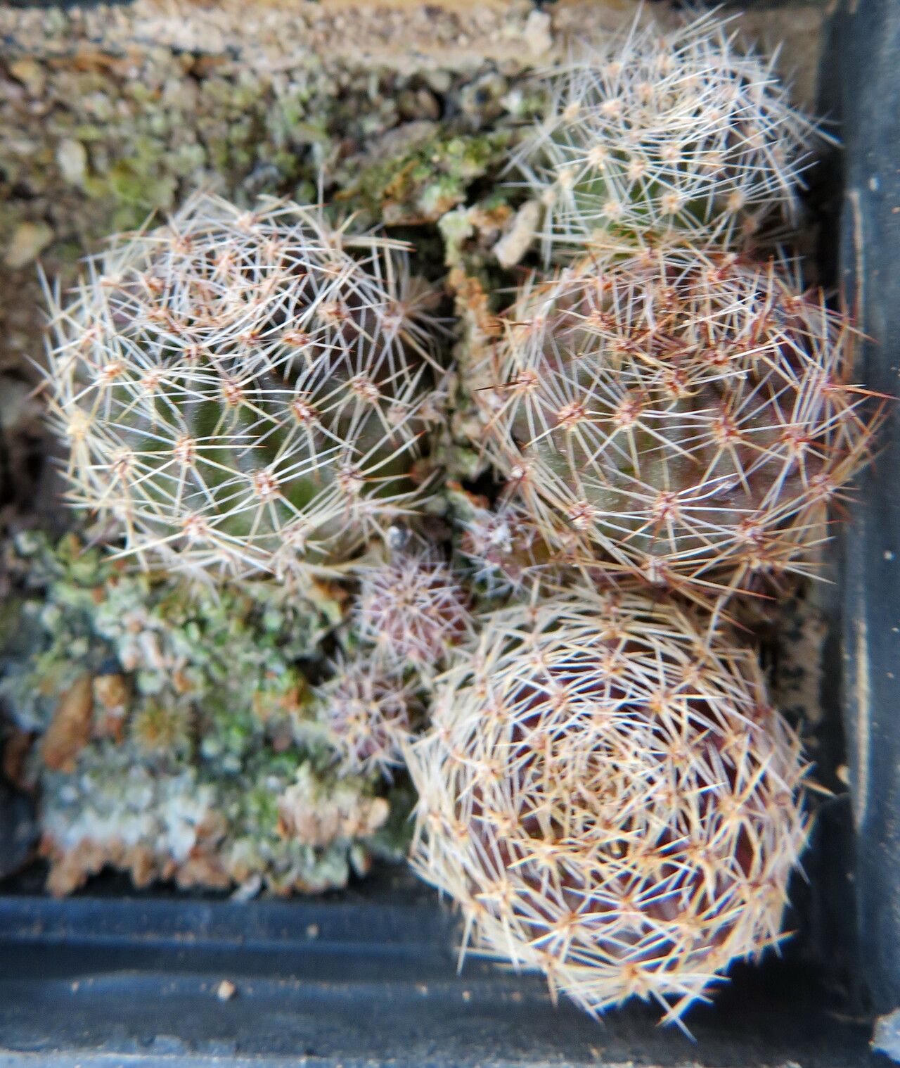 Rebutia fabrisii habit