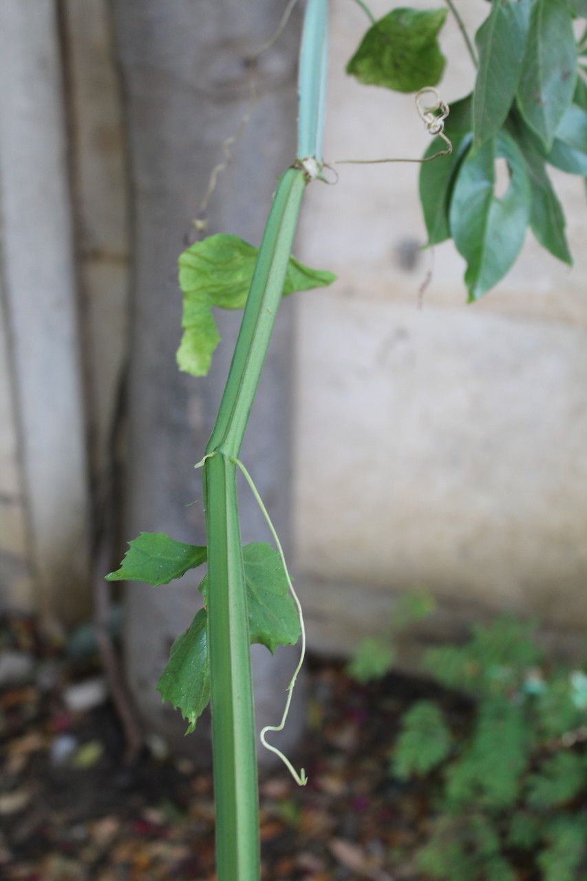 Cissus phymatocarpa — houseplant care guide