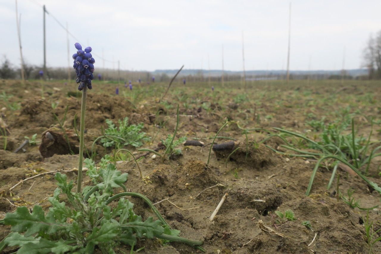 Muscari motelayi habit