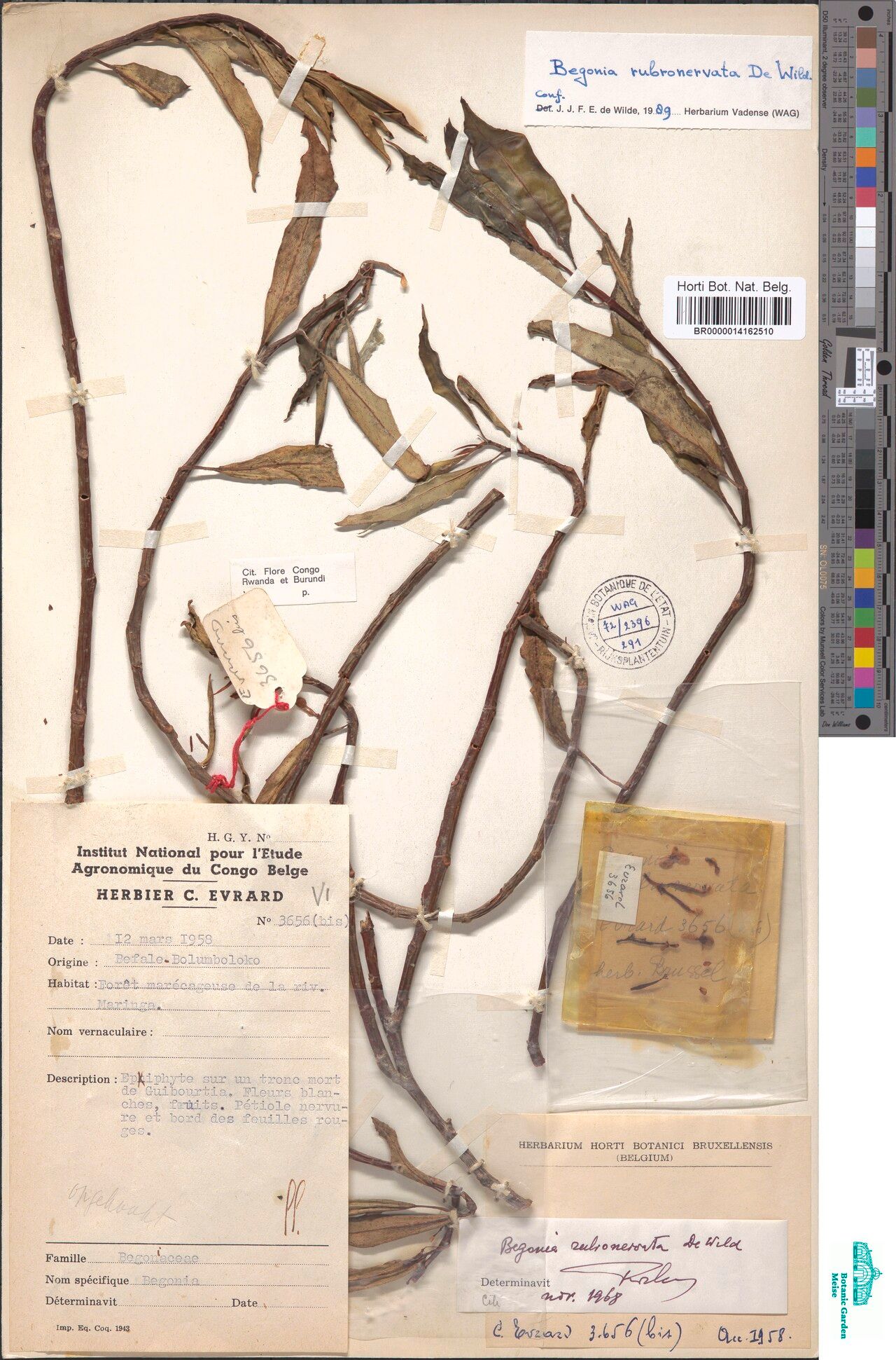 Begonia rubronervata — houseplant care guide