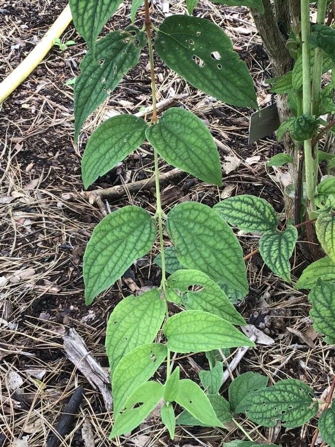 Philadelphus sericanthus — houseplant care guide