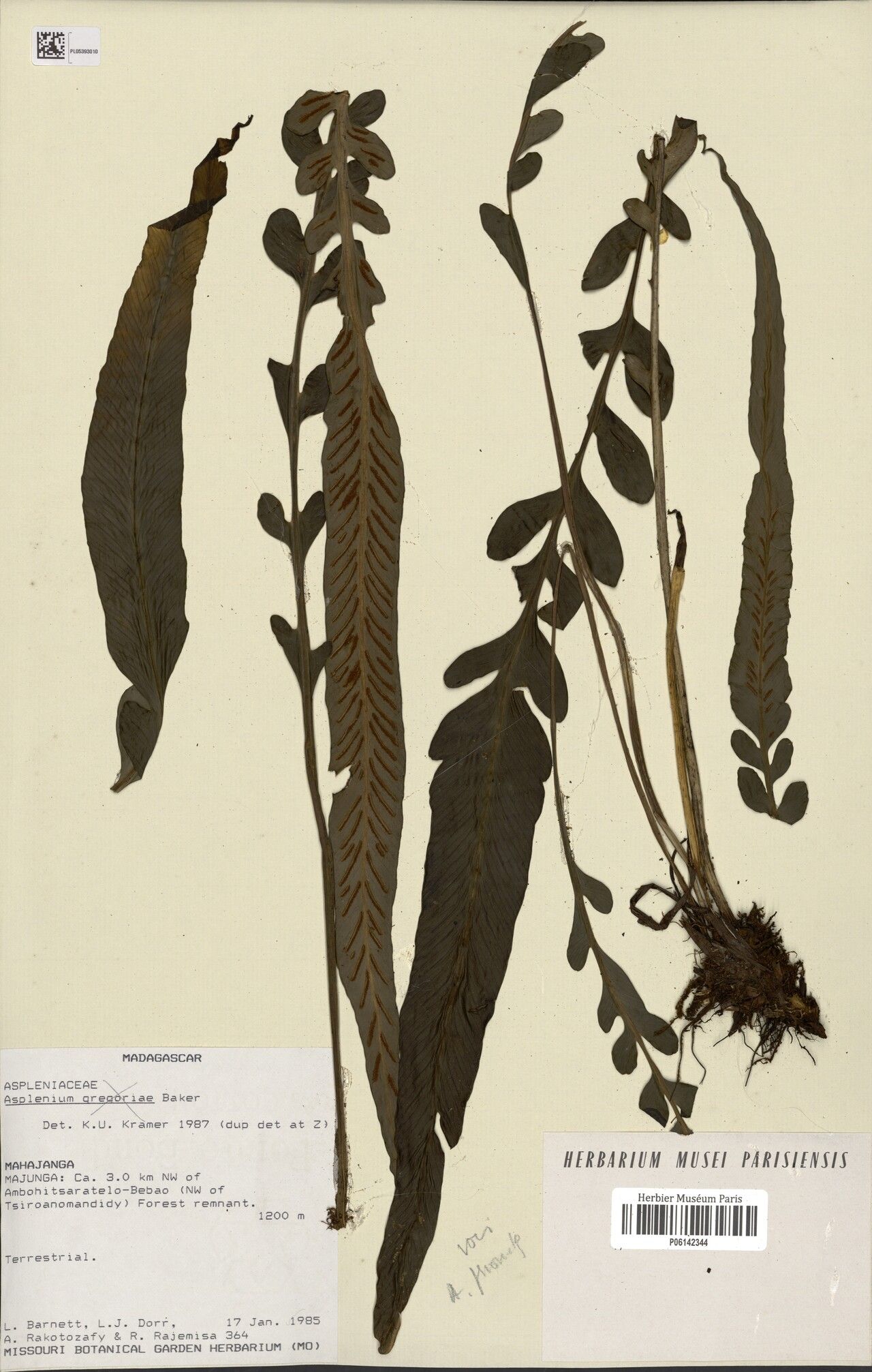 Asplenium × barnettiae — houseplant care guide