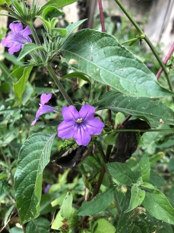Ruellia pedunculata flower