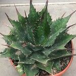Agave titanota