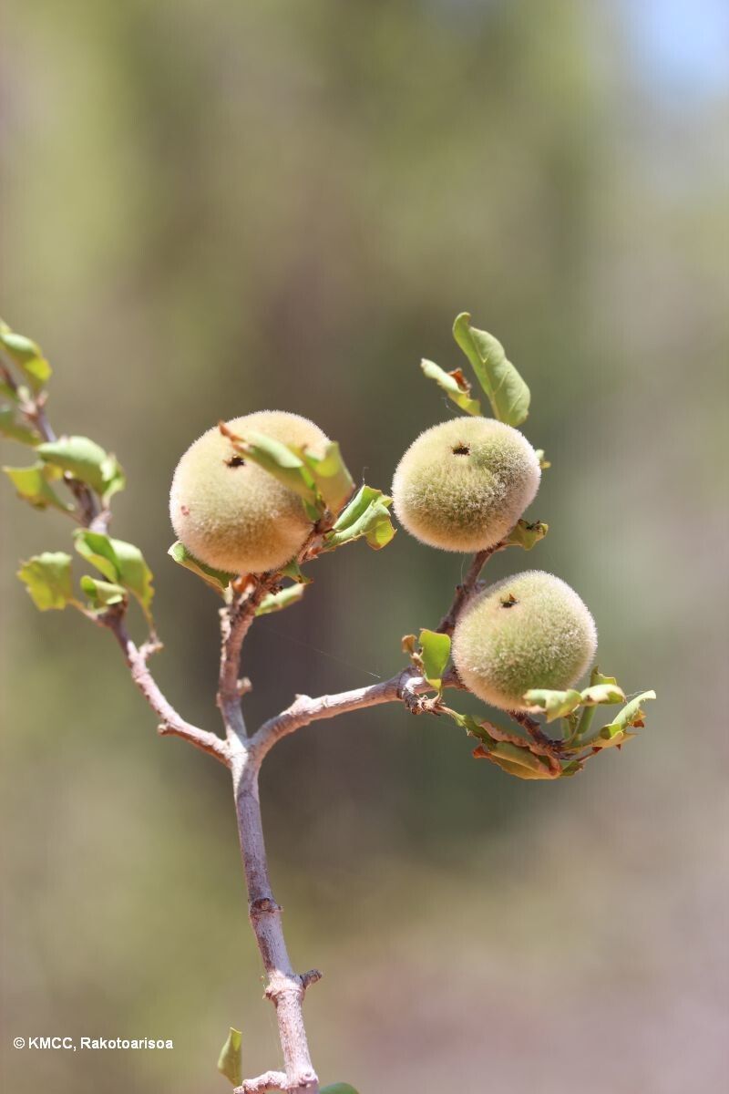 Pyrostria sarodranensis — houseplant care guide