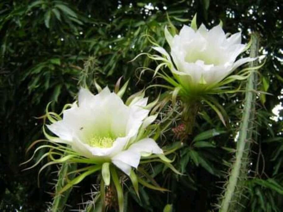 Cereus hexagonus flower