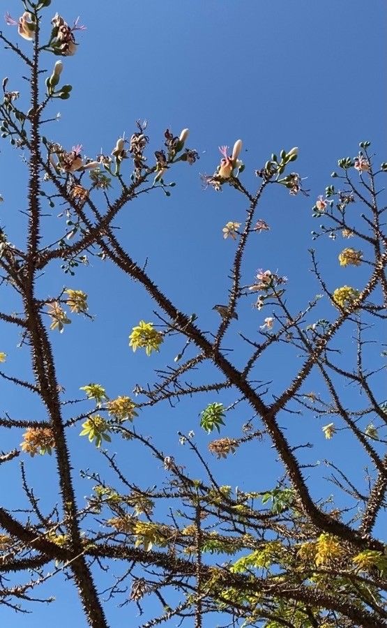 Pachypodium lealii flower