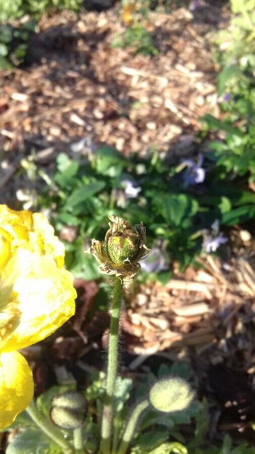 Papaver alpinum fruit