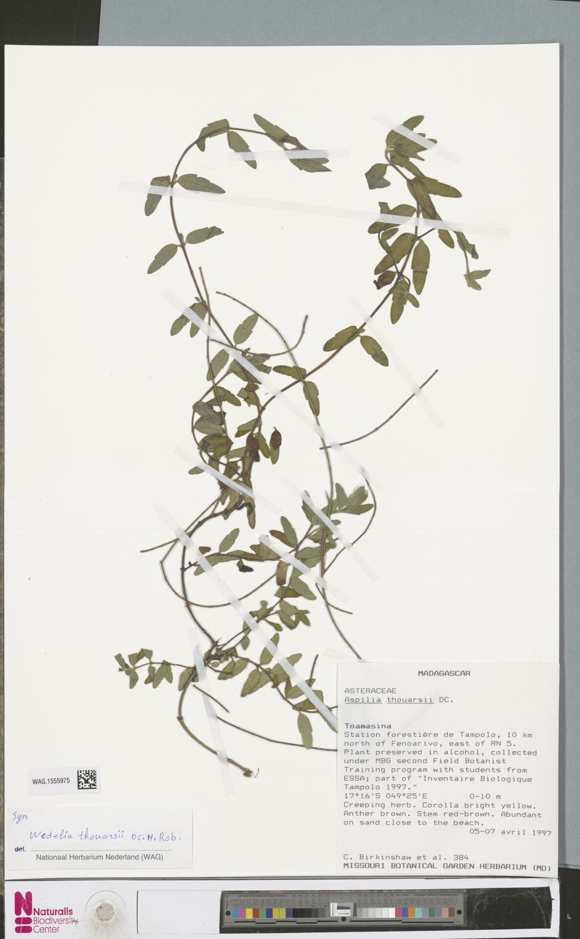 Aspilia thouarsii — search result for 'Aspilia'